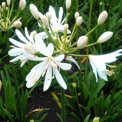 WILLEMSE FRANCE - Agapanthe petit eskimo - le pot / ø 9cm, vendu par lot de 2