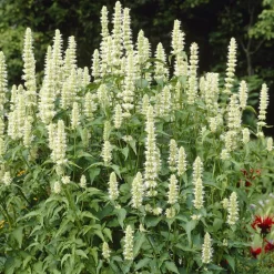 WILLEMSE FRANCE - Agastache rugosa alabaster - le pot / ø 9cm, vendu par lot de 2