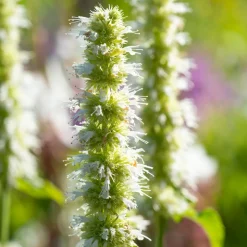 WILLEMSE FRANCE - Agastache rugosa alabaster - le pot / ø 9cm, vendu par lot de 2