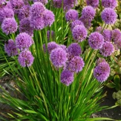 WILLEMSE FRANCE - Ail d'ornement millenium - le pot / ø 9cm, vendu par lot de 2