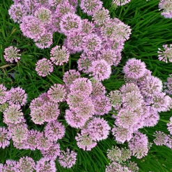 WILLEMSE FRANCE - Ail d'ornement millenium - le pot / ø 9cm, vendu par lot de 4