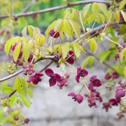WILLEMSE FRANCE - Akébia à cinq feuilles - le pot / 1l / hauteur livrée 30-40cm