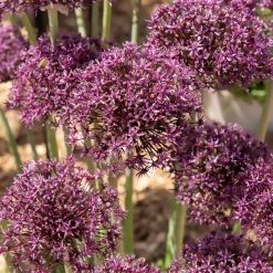 WILLEMSE FRANCE - Alliums miami - le sachet de 5 bulbes / circonference 10-12cm, vendu par lot de 2