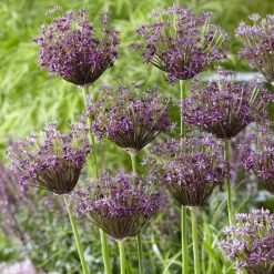WILLEMSE FRANCE - Alliums miami - le sachet de 5 bulbes / circonference 10-12cm, vendu par lot de 2
