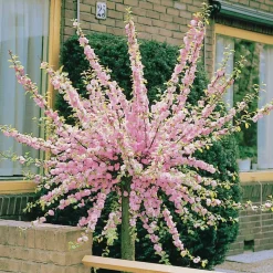 WILLEMSE FRANCE - Amandier à fleurs sur tige - le pot / 3l / tige 60cm