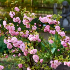 WILLEMSE FRANCE - Amandier à fleurs sur tige - le pot / 3l / tige 60cm