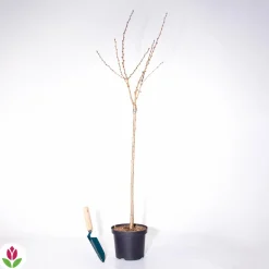 WILLEMSE FRANCE - Amandier à fleurs sur tige - le pot / 3l / tige 60cm