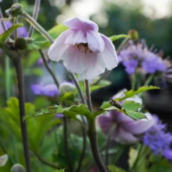 WILLEMSE FRANCE - Anémone du japon ruffled swan - le pot / ø 9cm, vendu par lot de 2