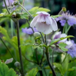WILLEMSE FRANCE - Anémone du japon ruffled swan - le pot / ø 9cm, vendu par lot de 2
