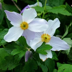 WILLEMSE FRANCE - Anémone du japon ruffled swan - le pot / ø 9cm, vendu par lot de 2