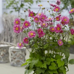 WILLEMSE FRANCE - Anémone du japon margarete - le pot / ø 9cm, vendu par lot de 2