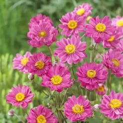 WILLEMSE FRANCE - Anémone du japon margarete - le pot / ø 9cm, vendu par lot de 2