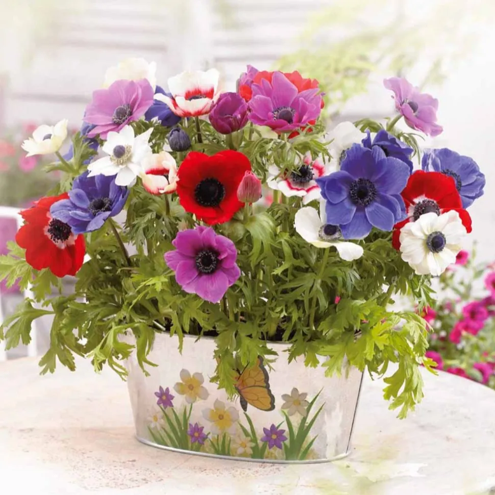 WILLEMSE FRANCE - Anémones de caen en mélange - le sachet de 50 bulbes / circonférence 6-7cm, vendu par lot de 2