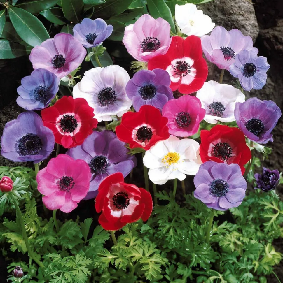 WILLEMSE FRANCE - Anémones de caen en mélange - le sachet de 50 bulbes / circonférence 6-7cm, vendu par lot de 2