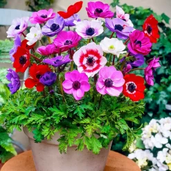 WILLEMSE FRANCE - Anémones de caen en mélange - le sachet de 50 bulbes / circonférence 6-7cm, vendu par lot de 2