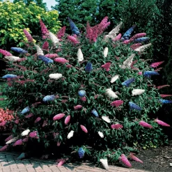 WILLEMSE FRANCE - Arbre à papillons tricolore - le pot / 2l / hauteur livrée 25-30cm, vendu par lot de 2