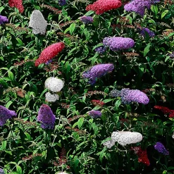 WILLEMSE FRANCE - Arbre à papillons tricolore - le pot / 2l / hauteur livrée 25-30cm, vendu par lot de 2