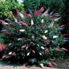 WILLEMSE FRANCE - Arbre à papillons tricolore - le pot / 2l / hauteur livrée 25-30cm
