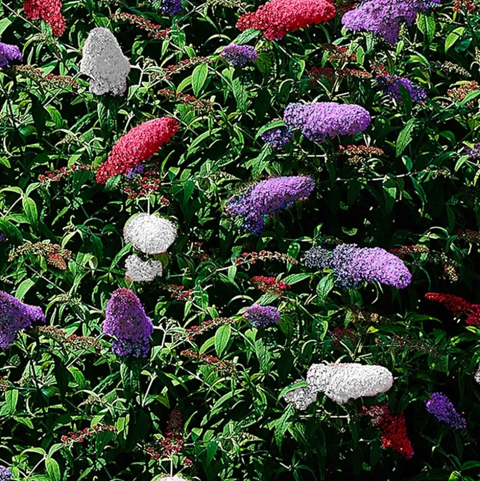 WILLEMSE FRANCE - Arbre à papillons tricolore - le pot / 2l / hauteur livrée 25-30cm