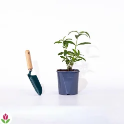 WILLEMSE FRANCE - Arbre à papillons tricolore - le pot / 2l / hauteur livrée 25-30cm