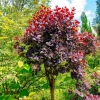 WILLEMSE FRANCE - Arbre à perruque pourpre royal purple sur tige - le pot / 3l / tige 60cm / hauteur livrée environ 75cm, vendu par lot de 2