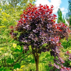 WILLEMSE FRANCE - Arbre à perruque pourpre royal purple sur tige - le pot / 3l / tige 60cm / hauteur livrée environ 75cm, vendu par lot de 2