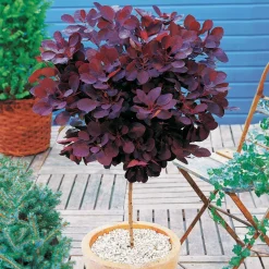 WILLEMSE FRANCE - Arbre à perruque pourpre royal purple sur tige - le pot / 3l / tige 60cm / hauteur livrée environ 75cm, vendu par lot de 2