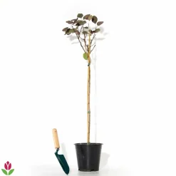 WILLEMSE FRANCE - Arbre à perruque pourpre royal purple sur tige - le pot / 3l / tige 60cm / hauteur livrée environ 75cm, vendu par lot de 2