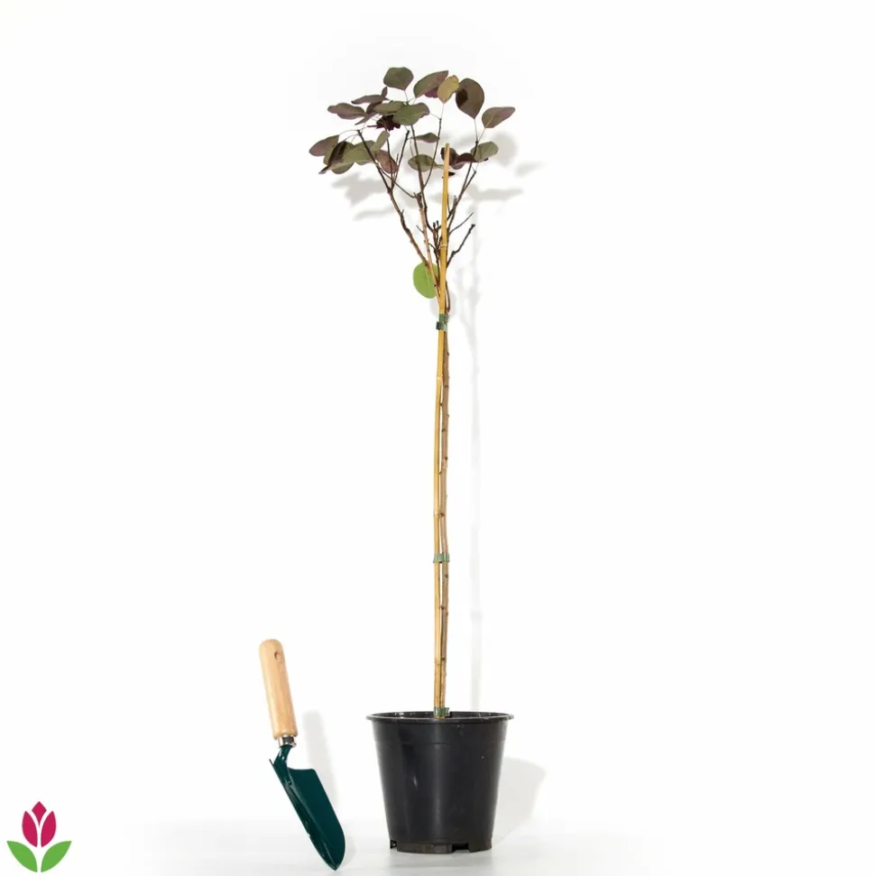 WILLEMSE FRANCE - Arbre à perruque pourpre royal purple sur tige - le pot / 3l / tige 60cm / hauteur livrée environ 75cm, vendu par lot de 2