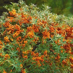 WILLEMSE FRANCE - Argousier - le pot / 2l / hauteur livrée 30-40cm, vendu par lot de 2