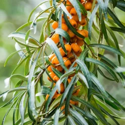 WILLEMSE FRANCE - Argousier - le pot / 2l / hauteur livrée 30-40cm, vendu par lot de 2