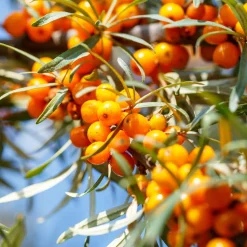 WILLEMSE FRANCE - Argousier - le pot / 2l / hauteur livrée 30-40cm, vendu par lot de 2