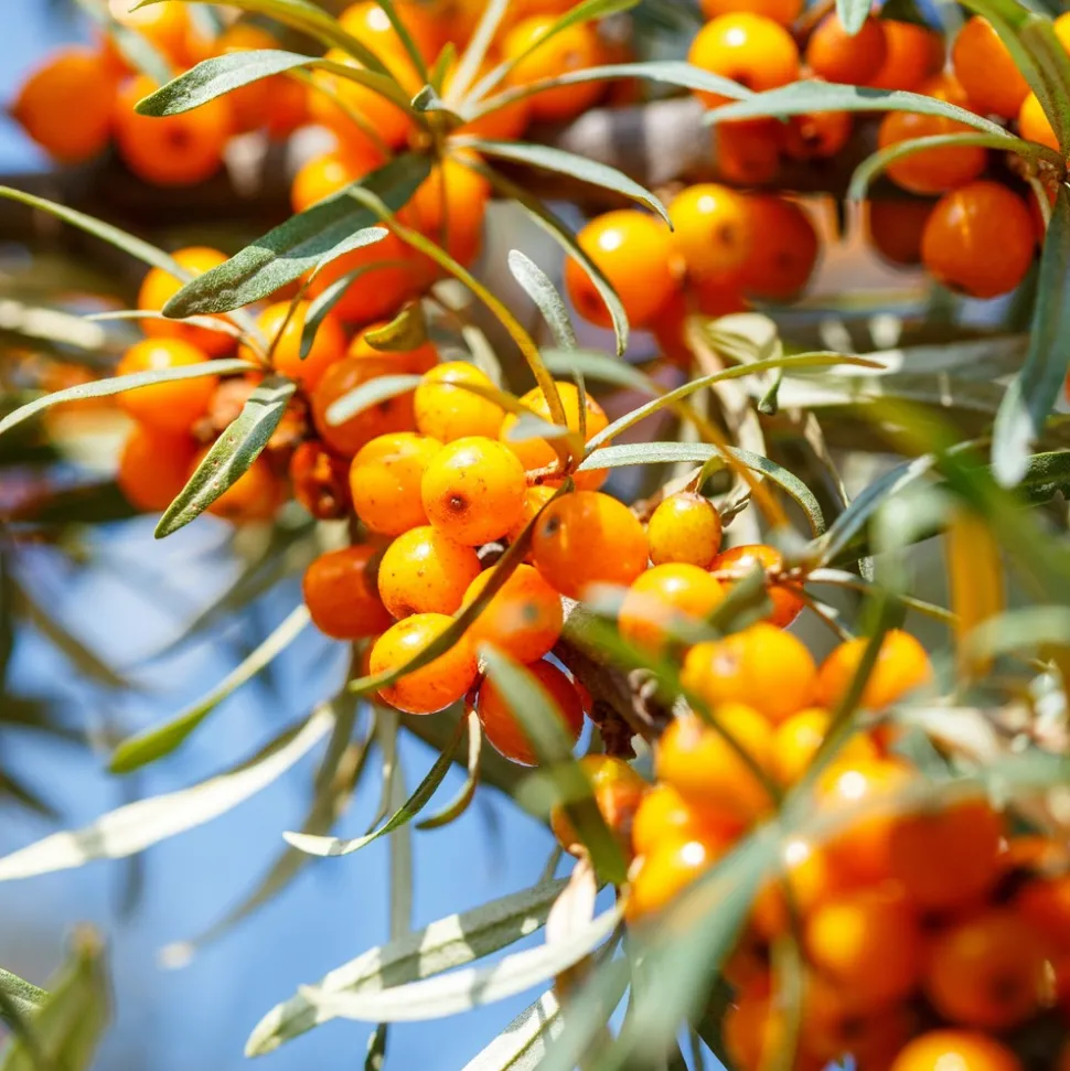 WILLEMSE FRANCE - Argousier - le pot / 2l / hauteur livrée 30-40cm, vendu par lot de 2