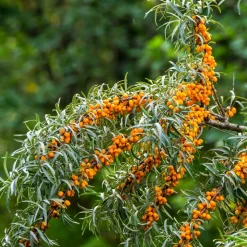 WILLEMSE FRANCE - Argousier - le pot / 2l / hauteur livrée 30-40cm, vendu par lot de 2