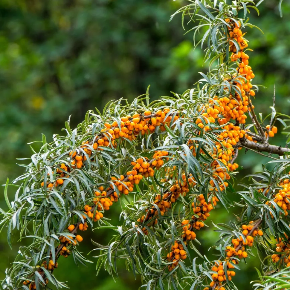 WILLEMSE FRANCE - Argousier - le pot / 2l / hauteur livrée 30-40cm, vendu par lot de 2