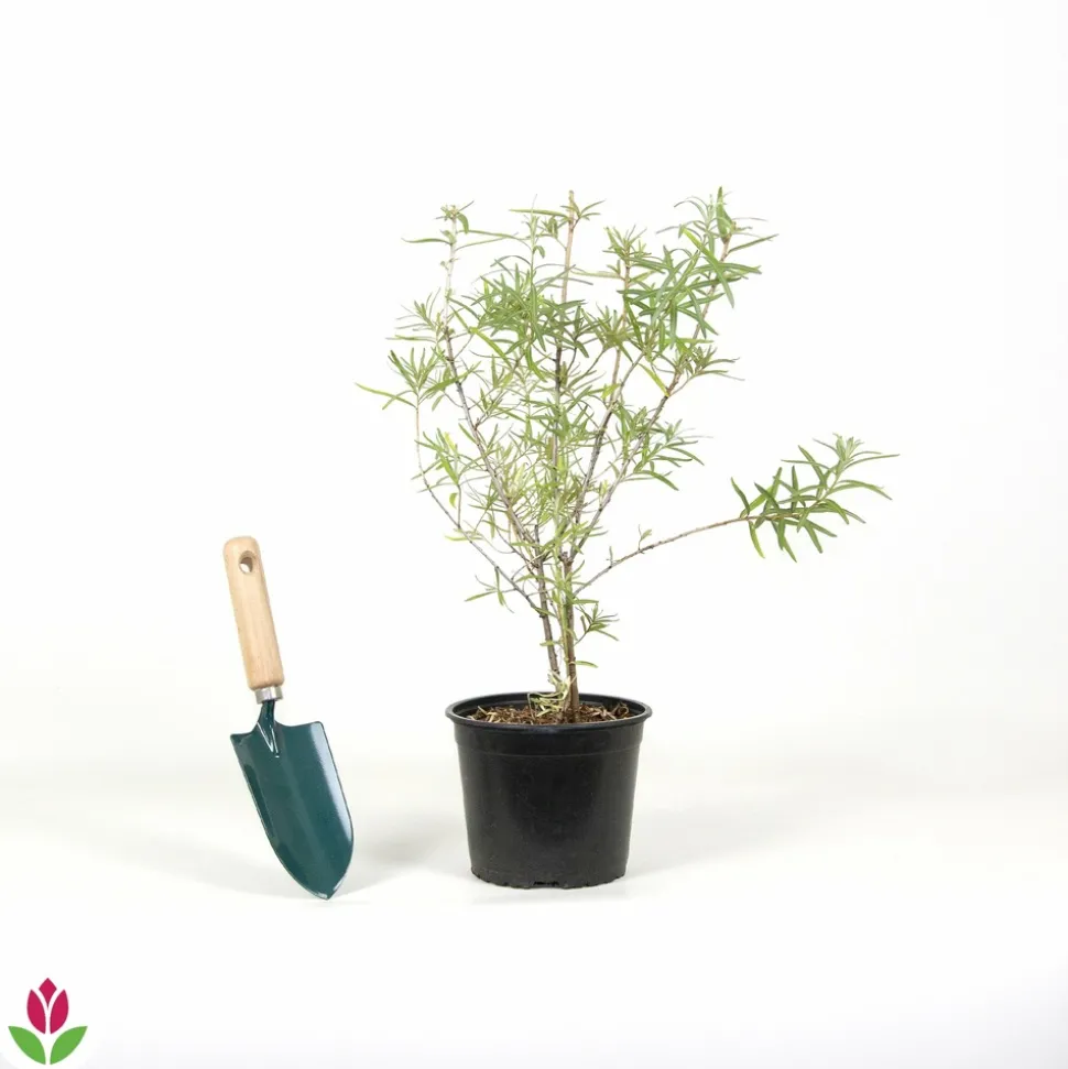 WILLEMSE FRANCE - Argousier - le pot / 2l / hauteur livrée 30-40cm, vendu par lot de 2