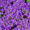 WILLEMSE FRANCE - Aubriète hamburger stadtpark - le pot / ø 9cm, vendu par lot de 2