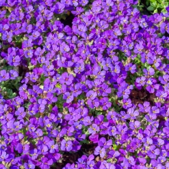 WILLEMSE FRANCE - Aubriète hamburger stadtpark - le pot / ø 9cm, vendu par lot de 2