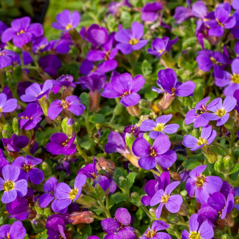 WILLEMSE FRANCE - Aubriète hamburger stadtpark - le pot / ø 9cm, vendu par lot de 2