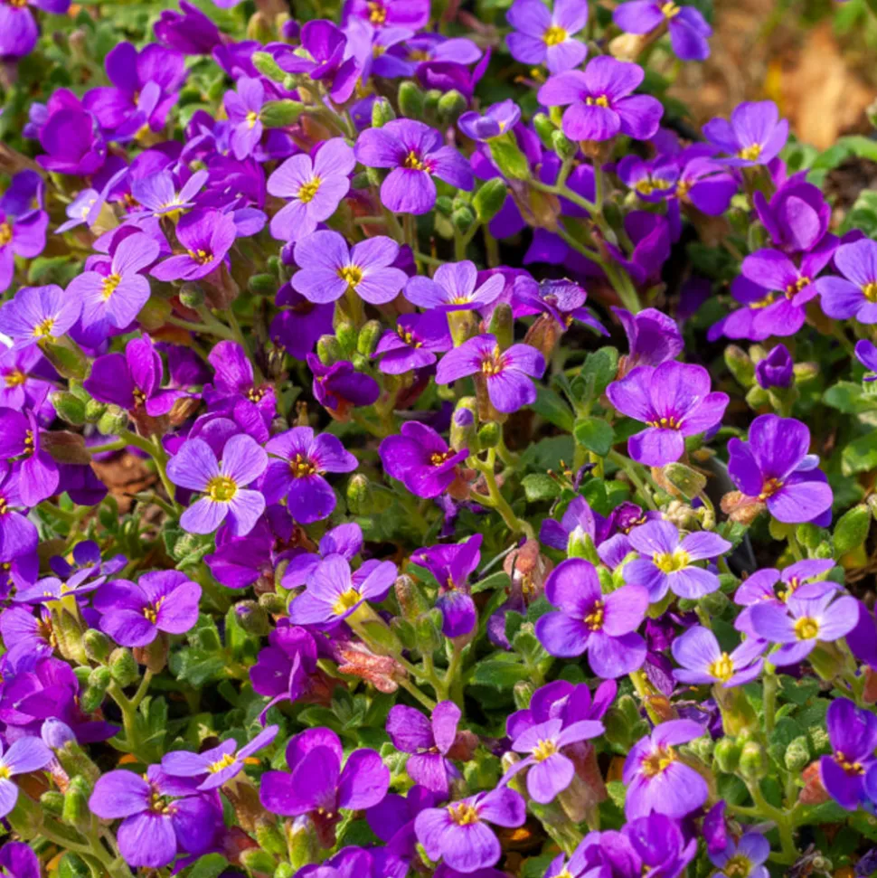 WILLEMSE FRANCE - Aubriète hamburger stadtpark - le pot / ø 9cm, vendu par lot de 2