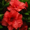 WILLEMSE FRANCE - Azalée du japon rouge - le pot / ø 9cm / hauteur livrée environ 15cm, vendu par lot de 2