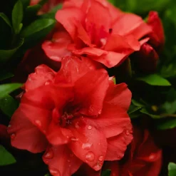 WILLEMSE FRANCE - Azalée du japon rouge - le pot / ø 9cm / hauteur livrée environ 15cm, vendu par lot de 2