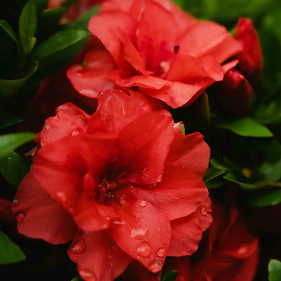 WILLEMSE FRANCE - Azalée du japon rouge - le pot / ø 9cm / hauteur livrée environ 15cm, vendu par lot de 2