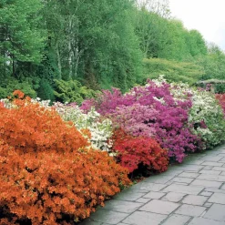 WILLEMSE FRANCE - Azalée du japon rouge - le pot / ø 9cm / hauteur livrée environ 15cm, vendu par lot de 2