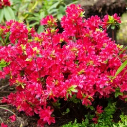 WILLEMSE FRANCE - Azalée du japon rouge - le pot / ø 9cm / hauteur livrée environ 15cm, vendu par lot de 2