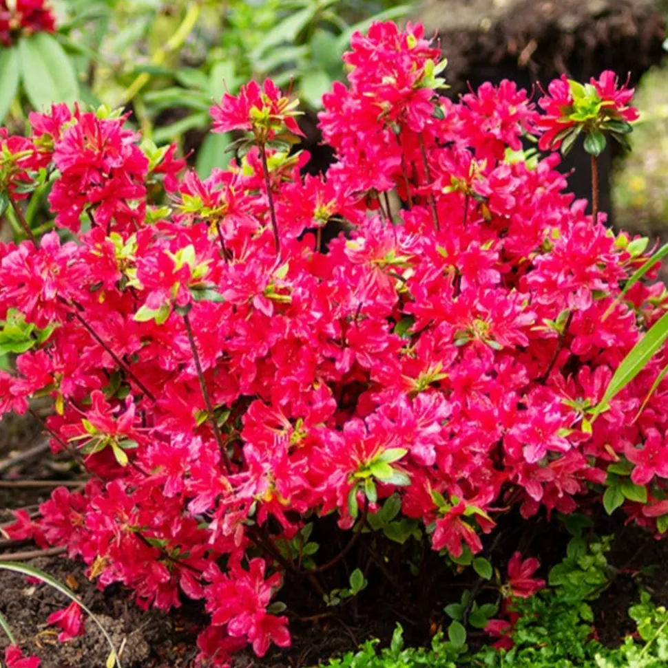 WILLEMSE FRANCE - Azalée du japon rouge - le pot / ø 9cm / hauteur livrée environ 15cm, vendu par lot de 2