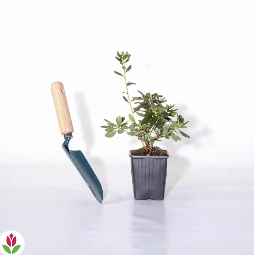 WILLEMSE FRANCE - Azalée du japon rouge - le pot / ø 9cm / hauteur livrée environ 15cm, vendu par lot de 2