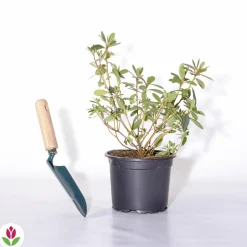 WILLEMSE FRANCE - Azalée du japon rouge - le pot / ø 9cm / hauteur livrée environ 15cm, vendu par lot de 2