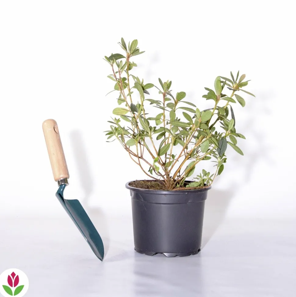 WILLEMSE FRANCE - Azalée du japon rouge - le pot / ø 9cm / hauteur livrée environ 15cm, vendu par lot de 2