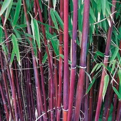 WILLEMSE FRANCE - Bambou à cannes rouges non-traçant - le pot / ø 9cm, vendu par lot de 2